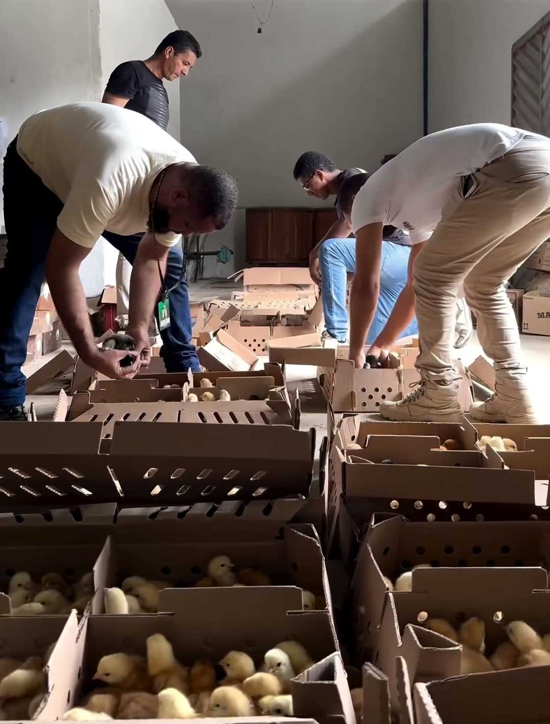 Camacã: Prefeitura distribui cerca de 1.300 pintainhos para produtores do Programa Criação de Galinha Caipira